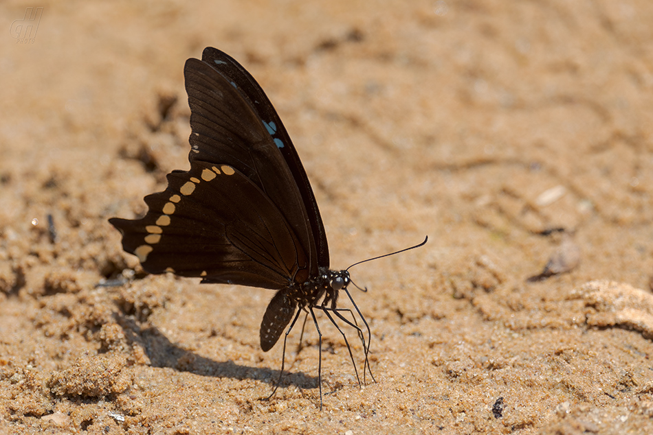 Papilio nireus