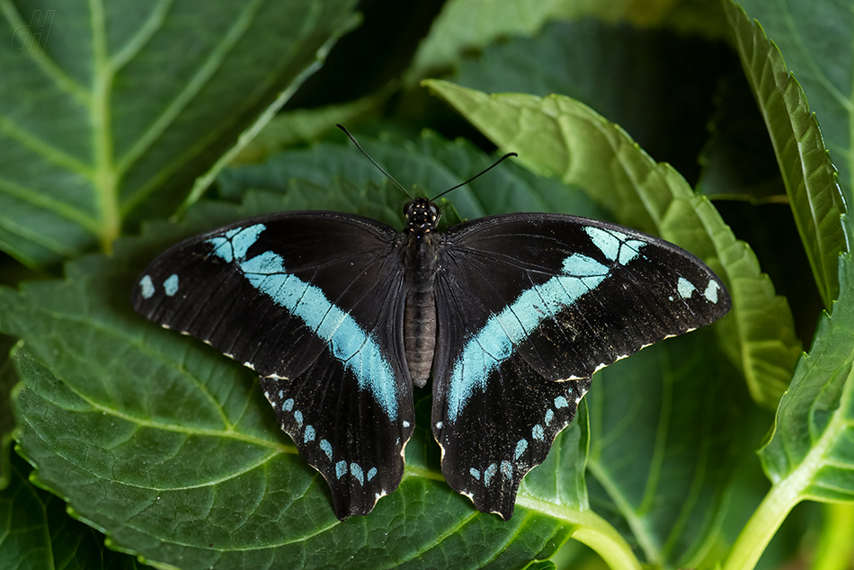 Papilio nireus