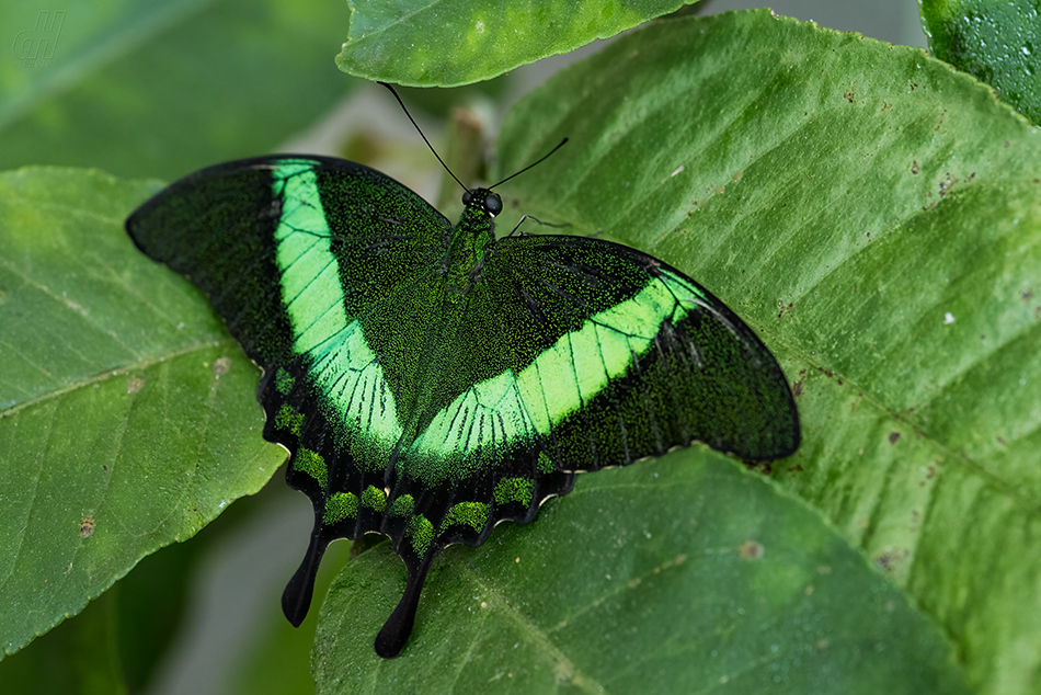 Papilio palinurus