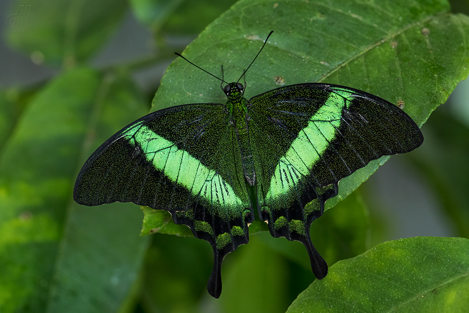 Papilio palinurus