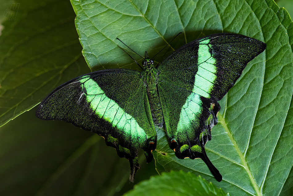 Papilio palinurus