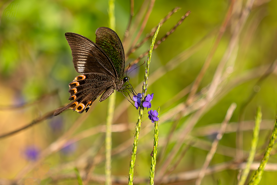 Papilio paris