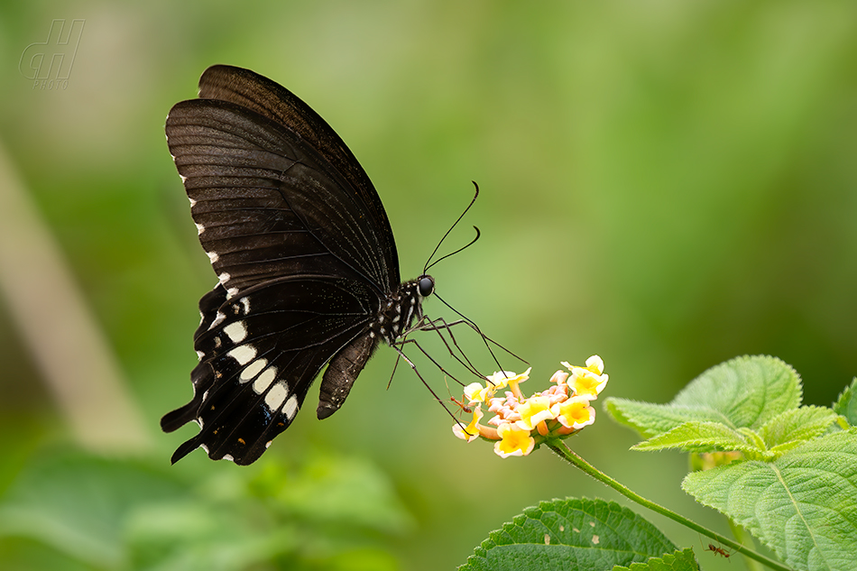 Papilio polytes