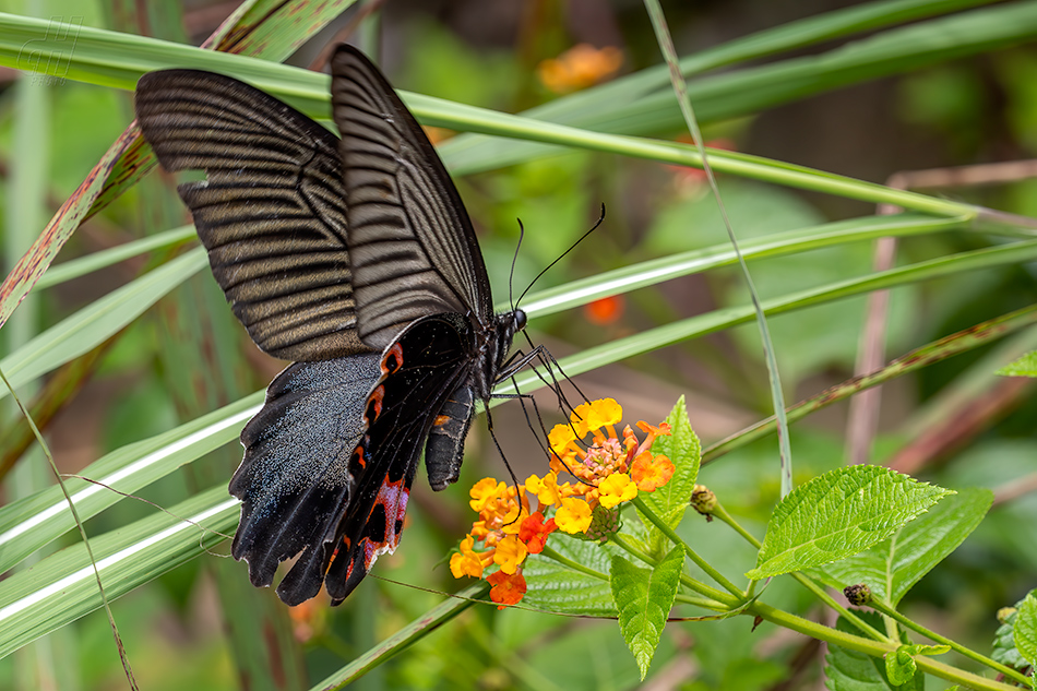 Papilio protenor