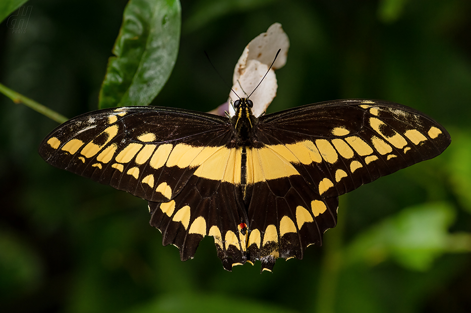 Papilio thoas