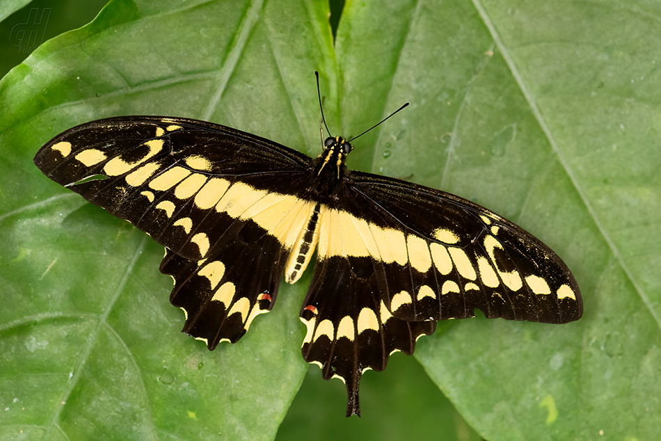 Papilio thoas