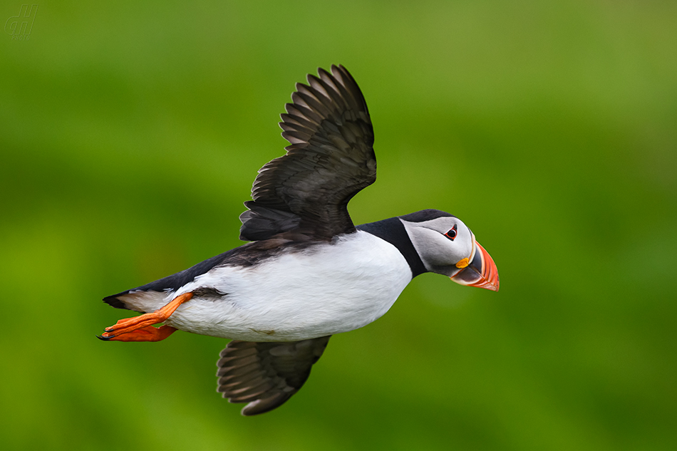 papuchalk severní - Fratercula arctica