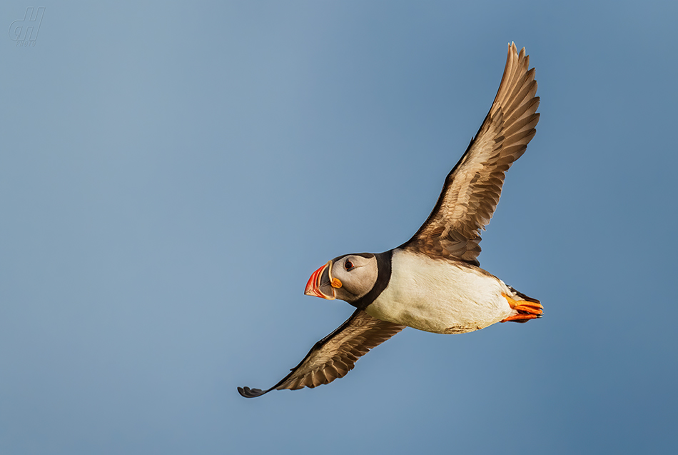 papuchalk severní - Fratercula arctica