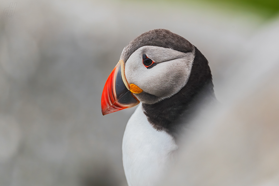 papuchalk severní - Fratercula arctica