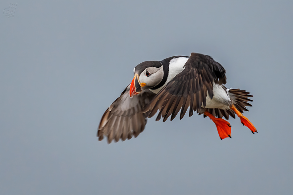 papuchalk severní - Fratercula arctica