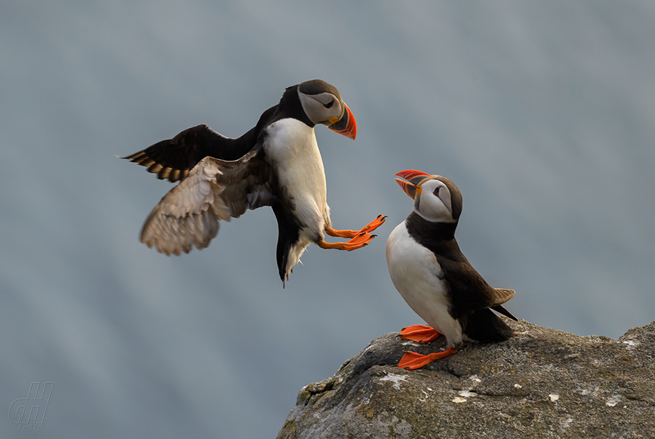 papuchalk severní - Fratercula arctica