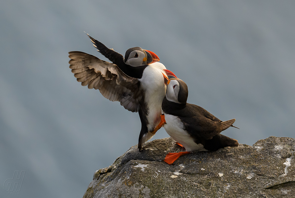 papuchalk severní - Fratercula arctica