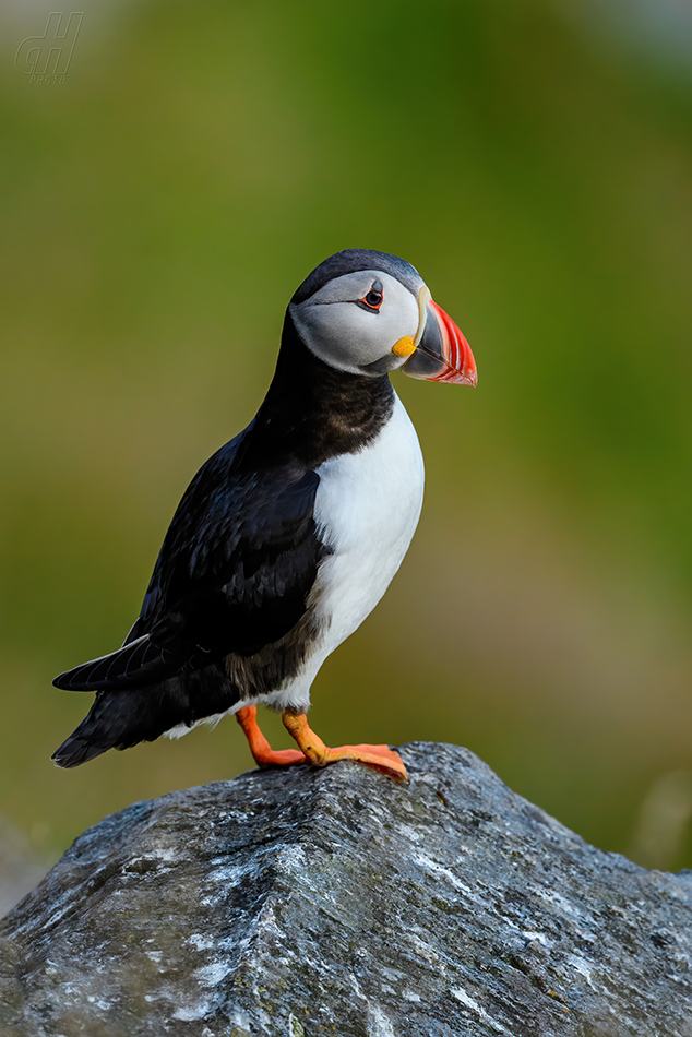 papuchalk severní - Fratercula arctica