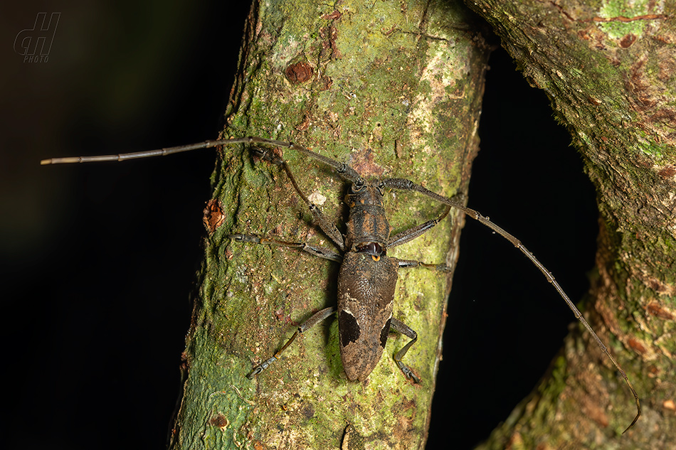 Paraleprodera insidiosa