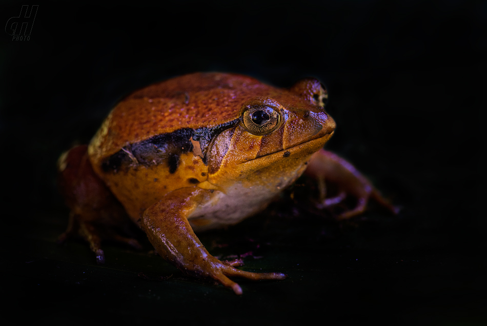 parosnička rajská - Dyscophus antongilii