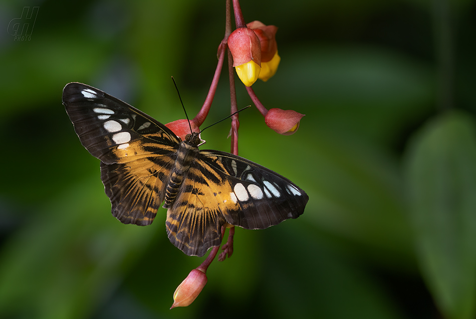 Parthenos sylvia