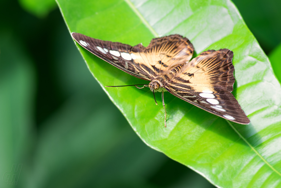 Parthenos sylvia