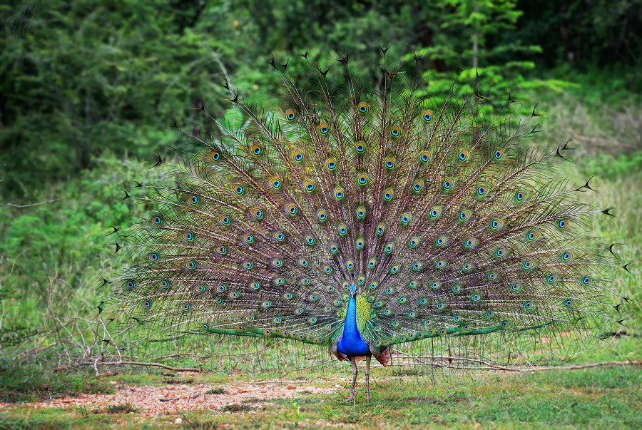 páv korunkatý - Pavo cristatus