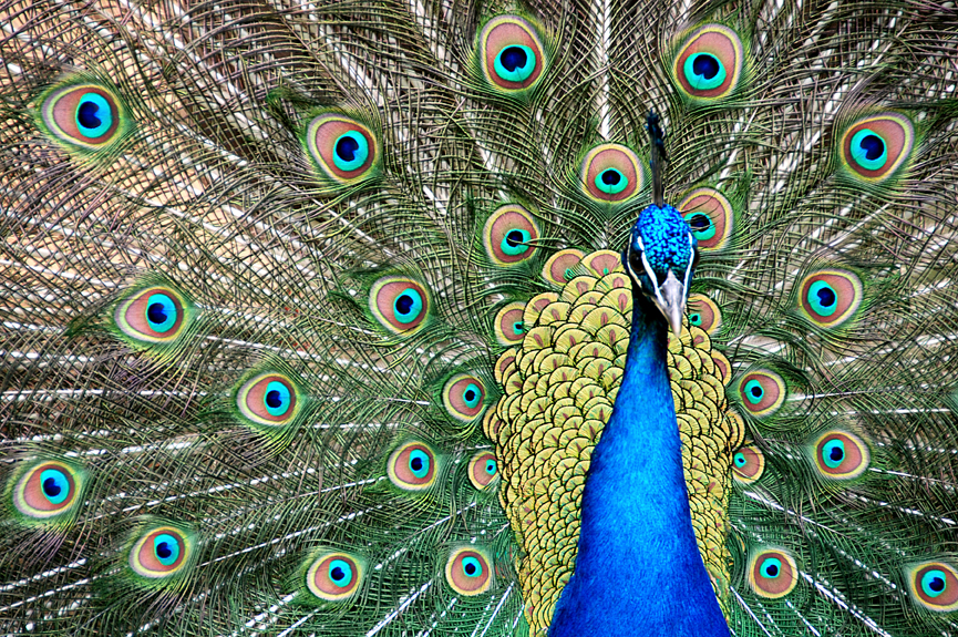 páv korunkatý - Pavo cristatus