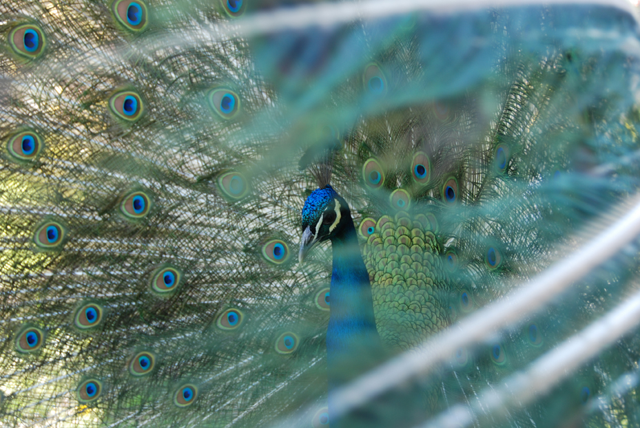 páv korunkatý - Pavo cristatus