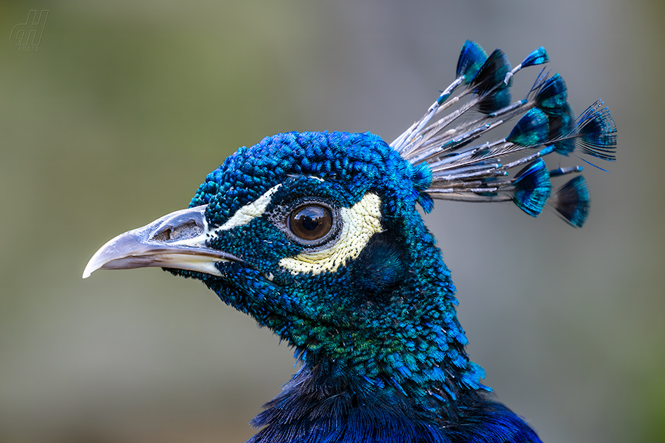 páv korunkatý - Pavo cristatus