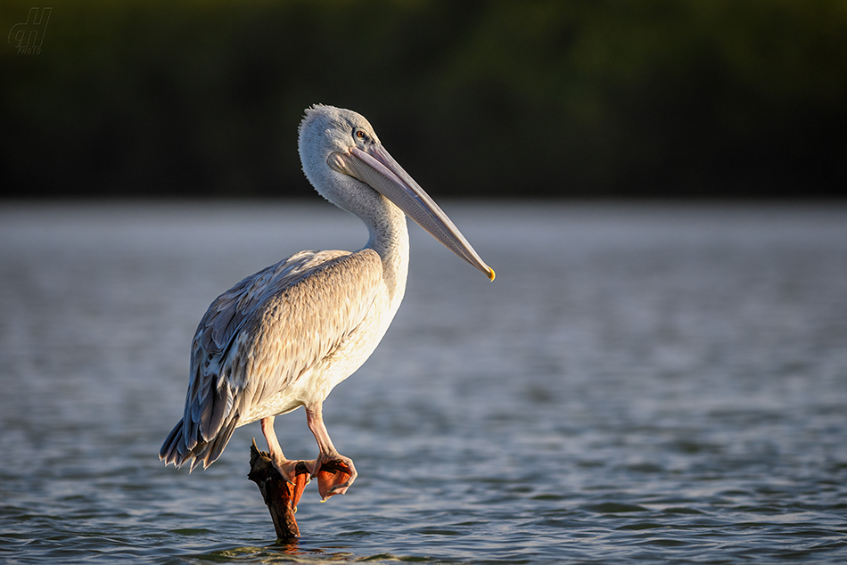 pelikán africký - Pelecanus rufescens