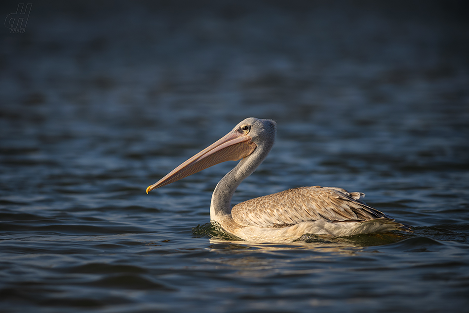 pelikán africký - Pelecanus rufescens