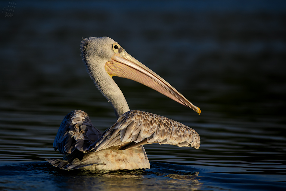 pelikán africký - Pelecanus rufescens