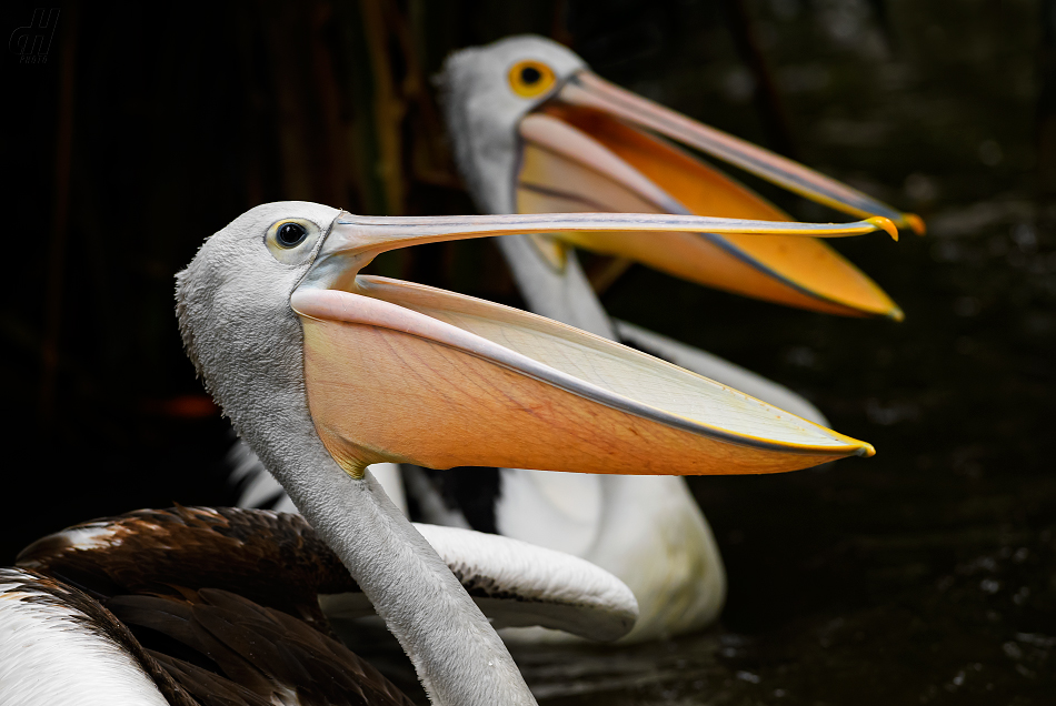 pelikán australský - Pelecanus conspicillatus