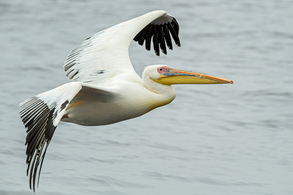 pelikán bílý - Pelecanus onocrotalus