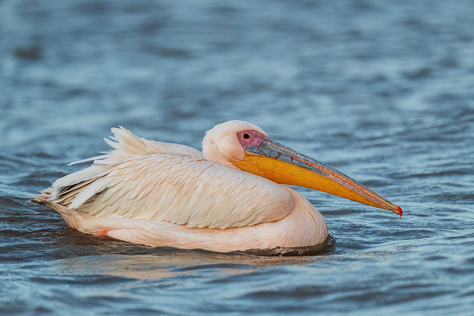 pelikán bílý - Pelecanus onocrotalus