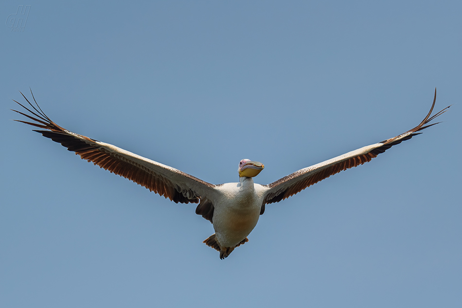 pelikán bílý - Pelecanus onocrotalus