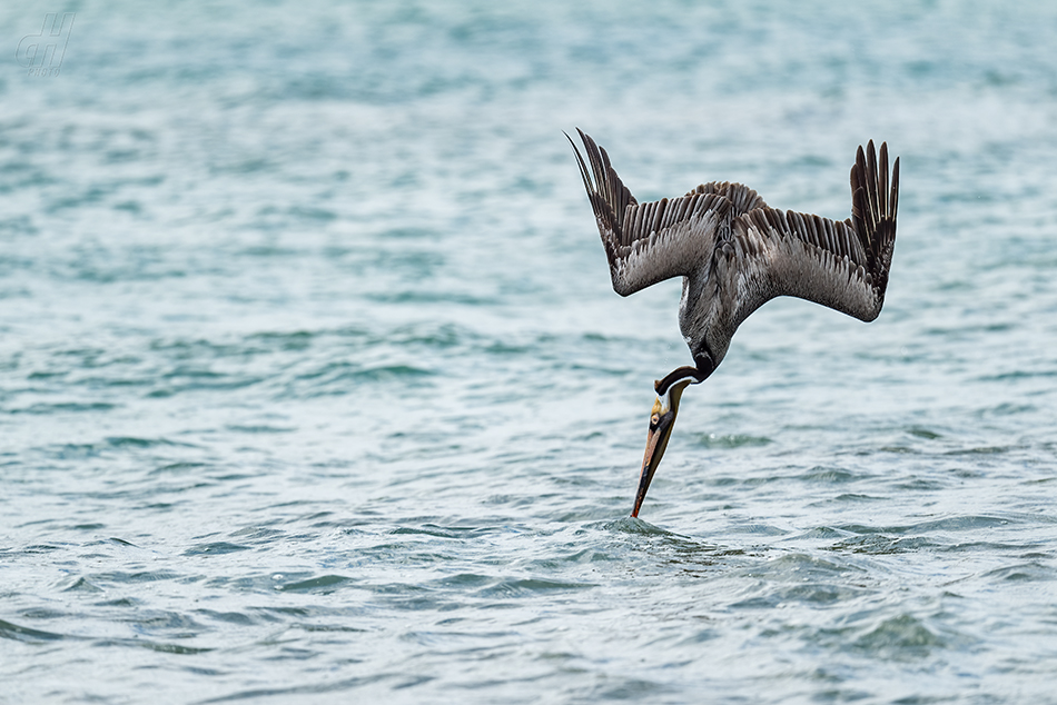 pelikán hnědý - Pelecanus occidentalis