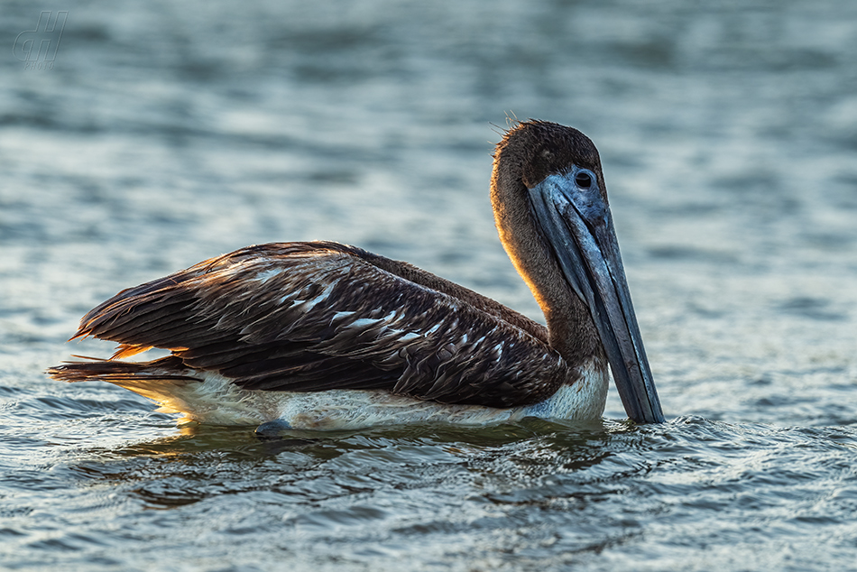 pelikán hnědý - Pelecanus occidentalis