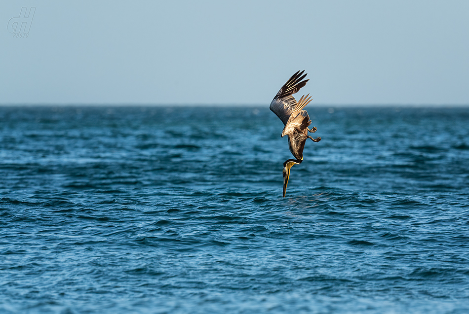 pelikán hnědý - Pelecanus occidentalis