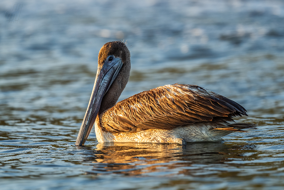 pelikán hnědý - Pelecanus occidentalis