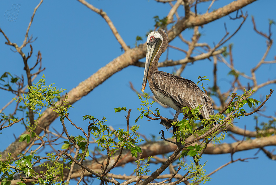 pelikán hnědý - Pelecanus occidentalis