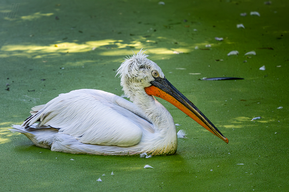 pelikán kadeřavý - Pelecanus crispus