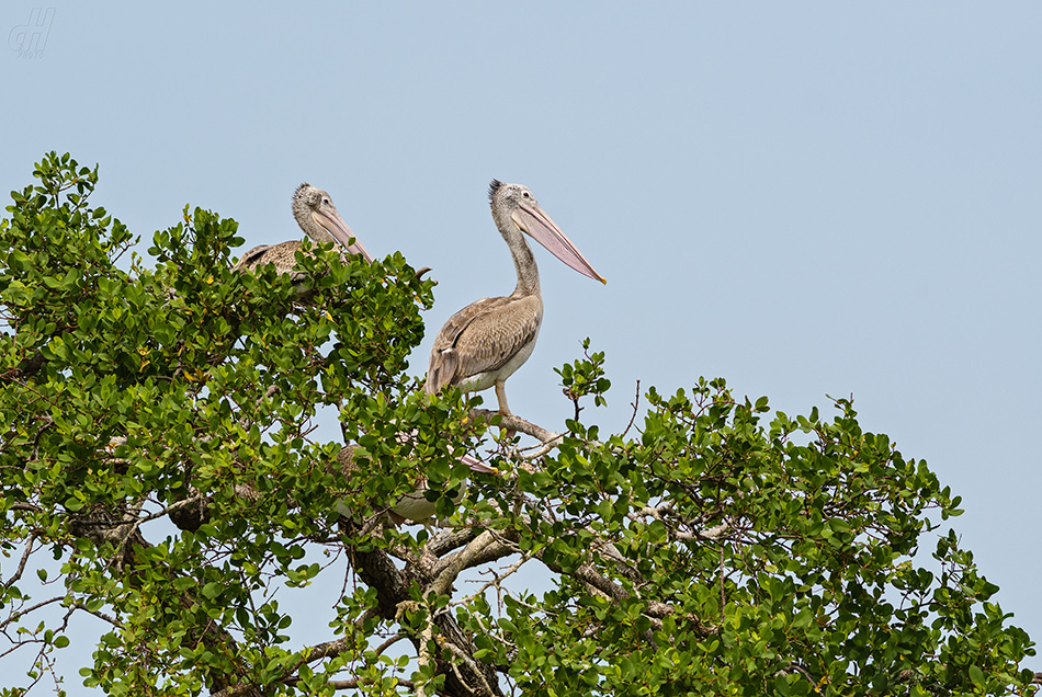 pelikán skvrnozobý - Pelecanus philippensis