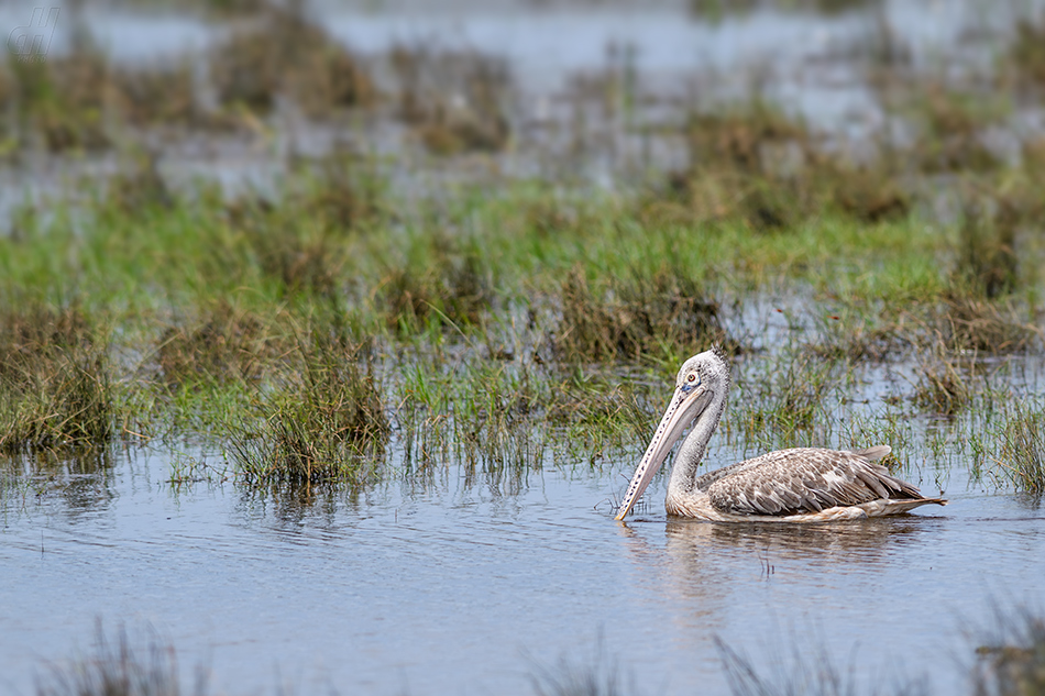 pelikán skvrnozobý - Pelecanus philippensis