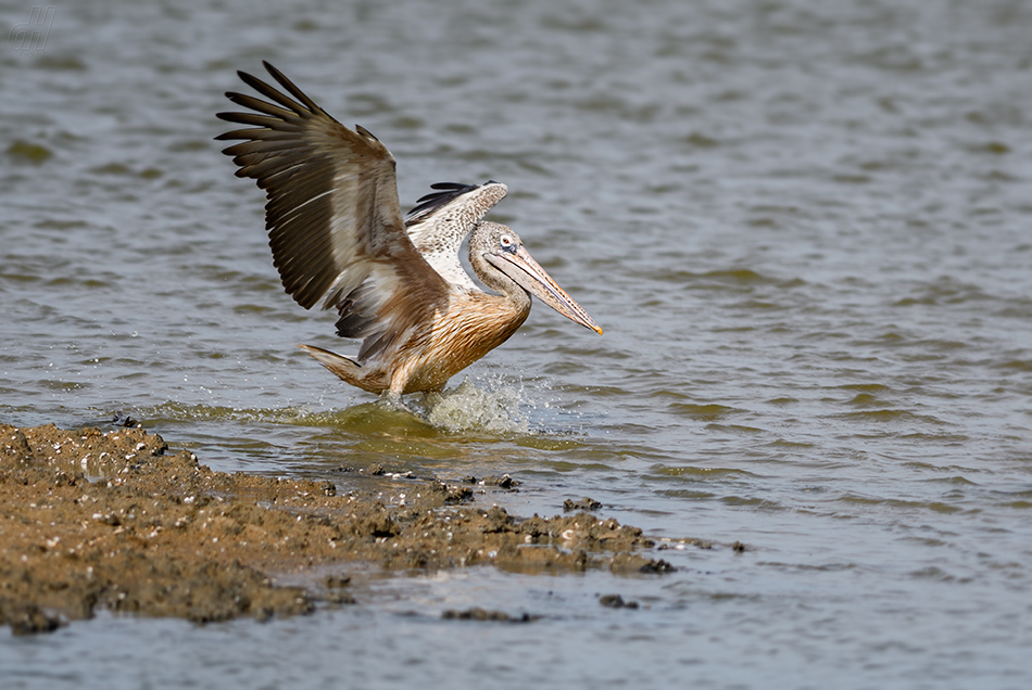 pelikán skvrnozobý - Pelecanus philippensis