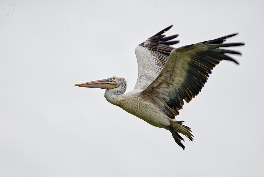 pelikán skvrnozobý - Pelecanus philippensis