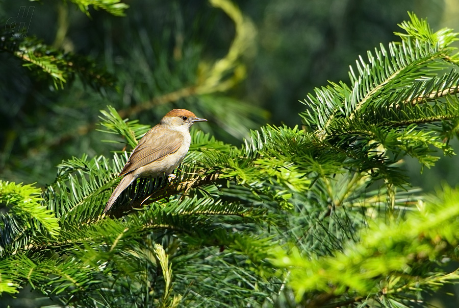 pěnice černohlavá - Sylvia atricapilla