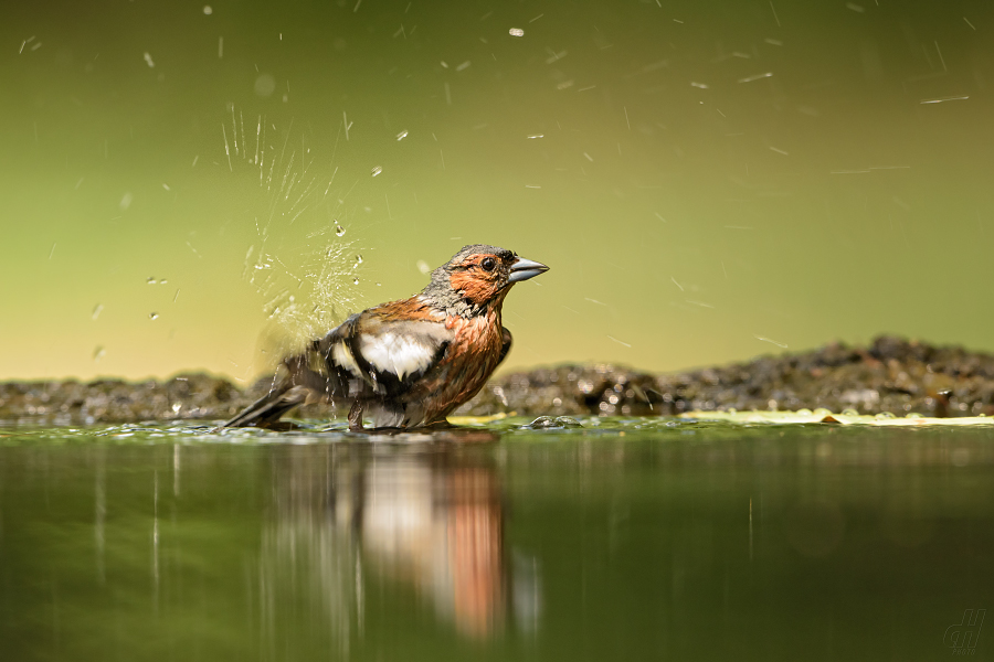 pěnkava obecná - Fringilla coelebs