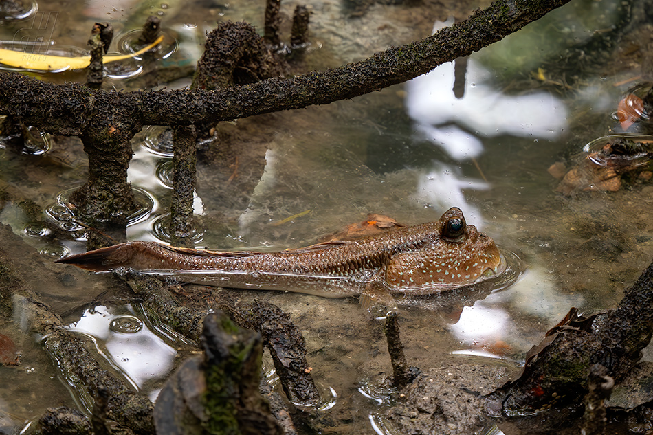 Periophthalmodon schlosseri