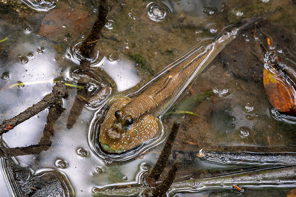 Periophthalmodon schlosseri