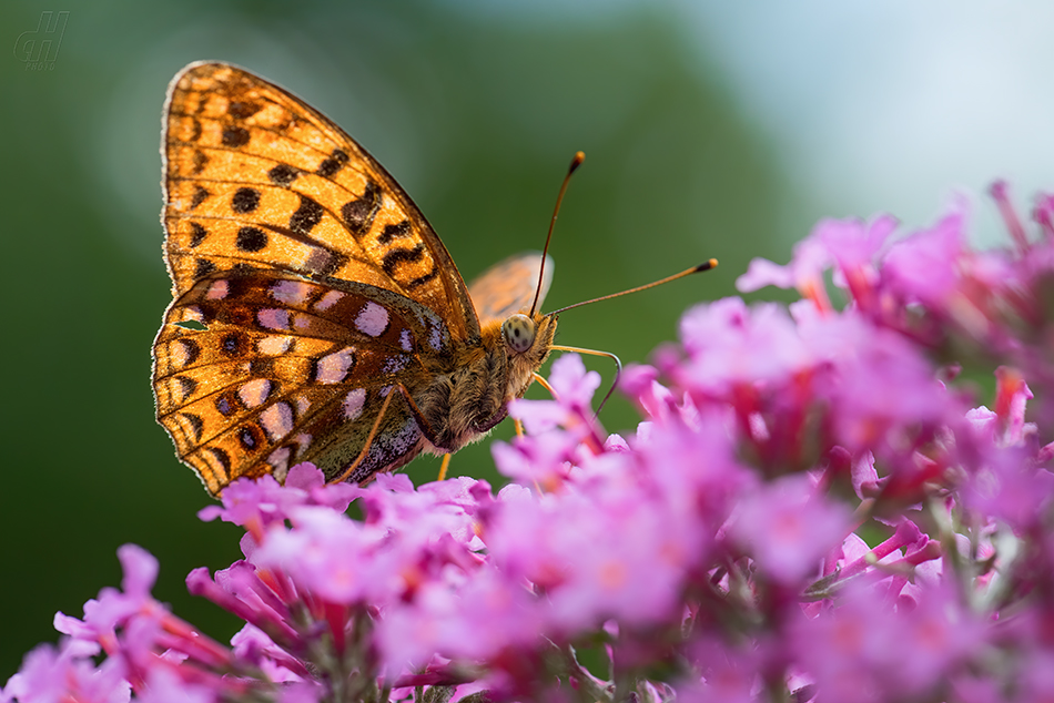 perleťovec prostřední - Argynnis adippe