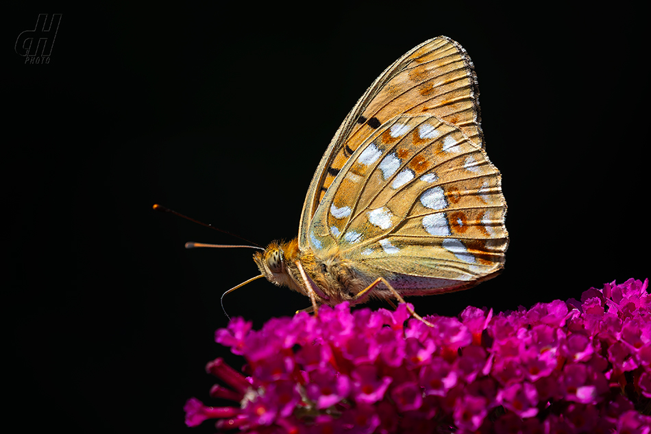 perleťovec prostřední - Fabriciana adippe