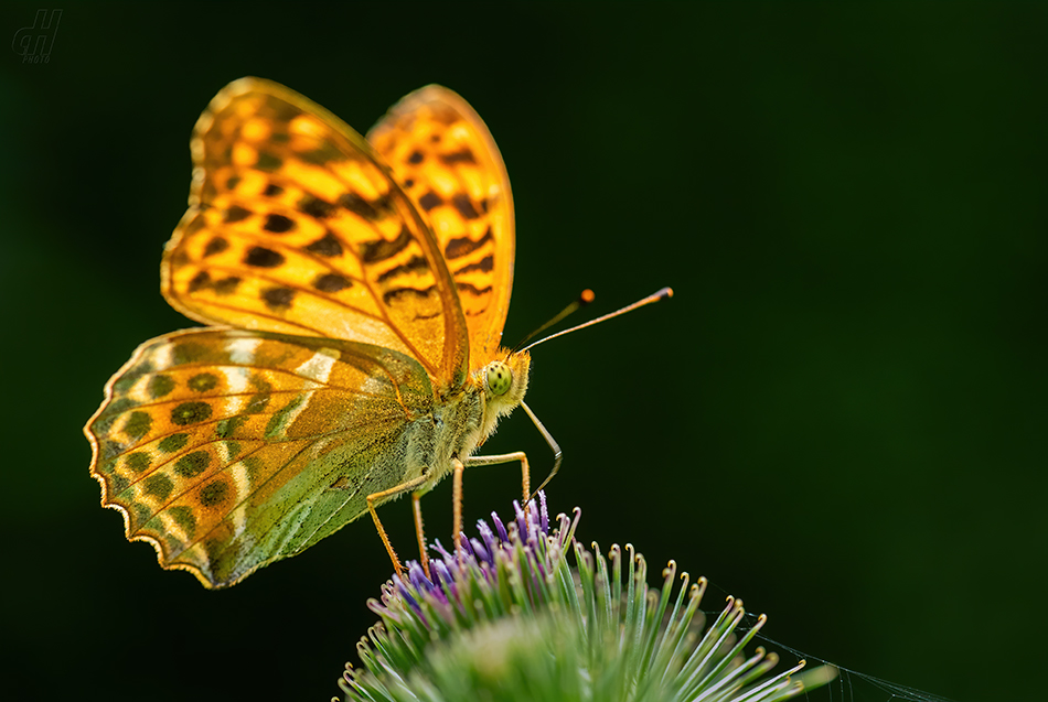 perleťovec stříbropásek - Argynnis paphia