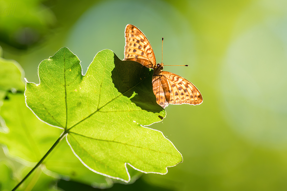 perleťovec stříbropásek - Argynnis paphia